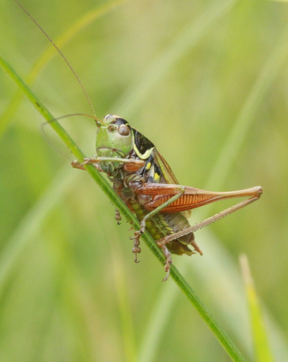 Roeseliana roeselii