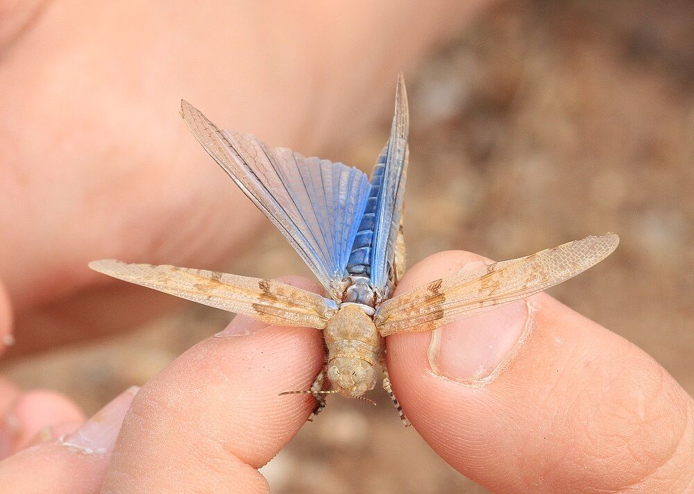 Sphingonotus caerulans