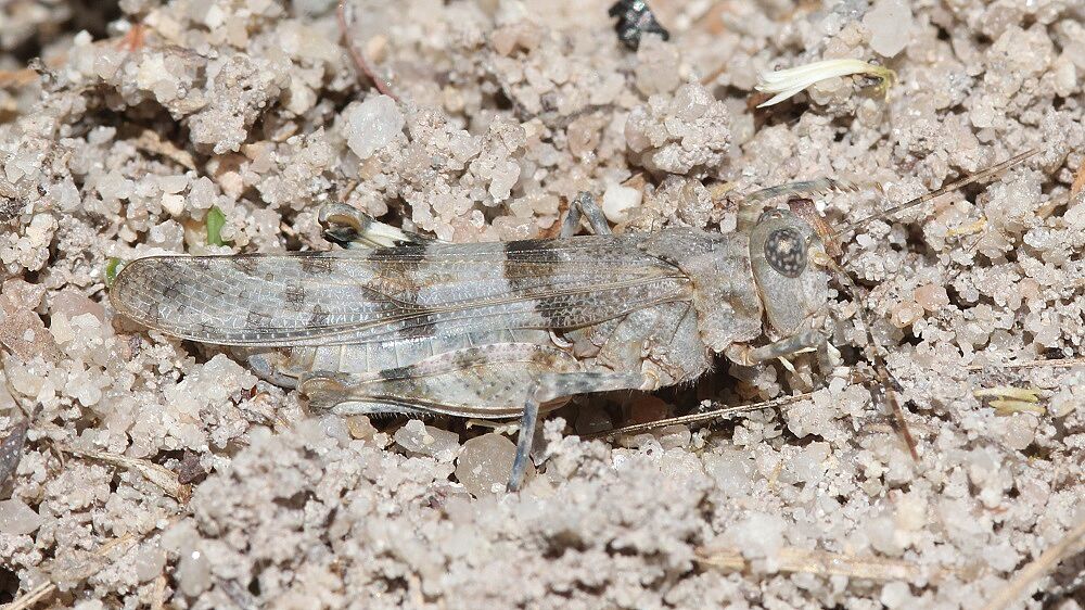 Sphingonotus caerulans