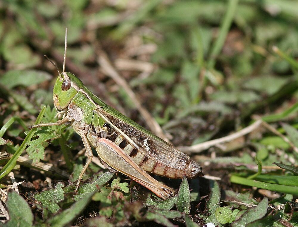 Stenobothrus lineatus