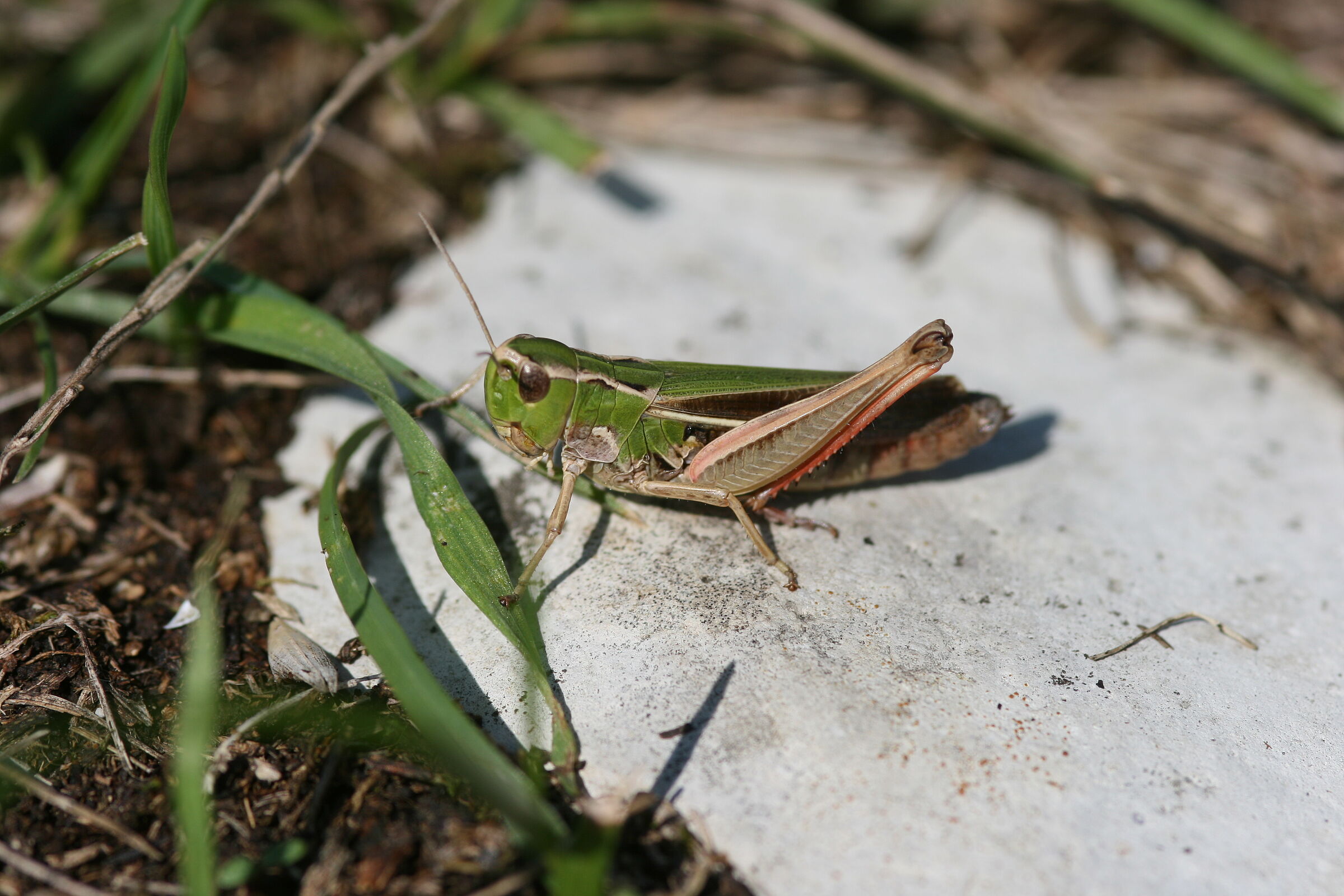 Stenobothrus lineatus