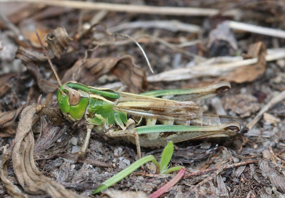 Stenobothrus stigmaticus - Kleiner Heidegrashüpfer (Weibchen)/Moorenbrunnfeld Stenobothrus stigmaticus
