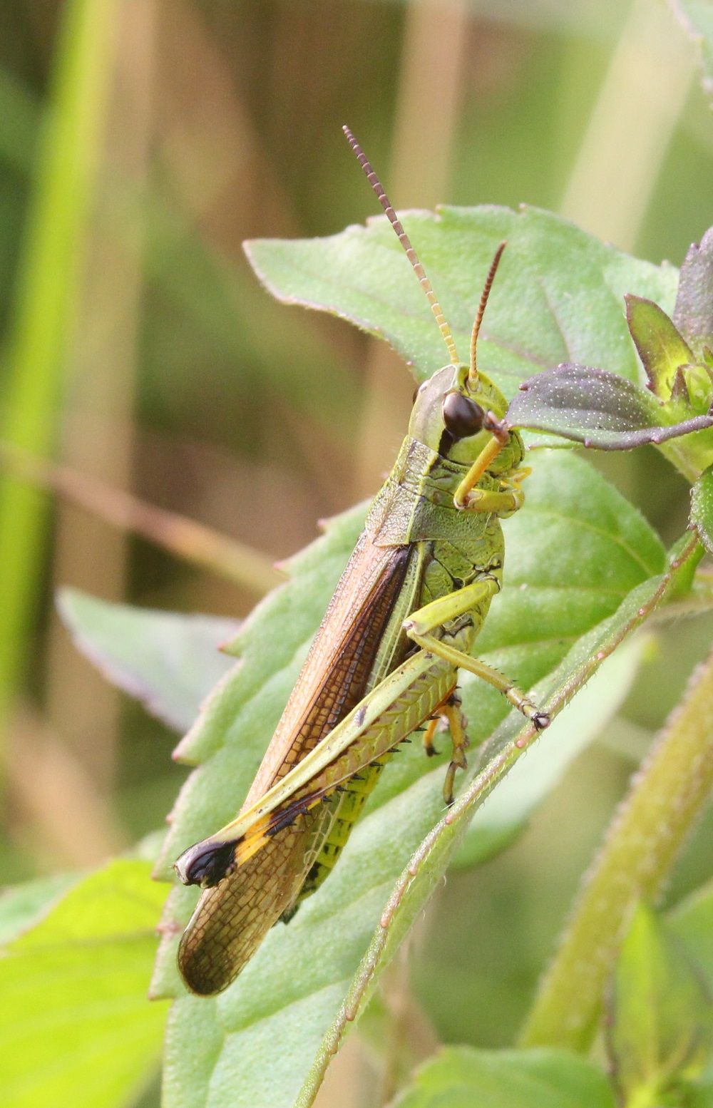 Stethophyma grossum