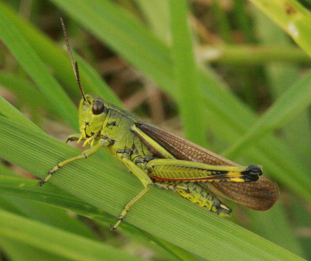 Stethophyma grossum