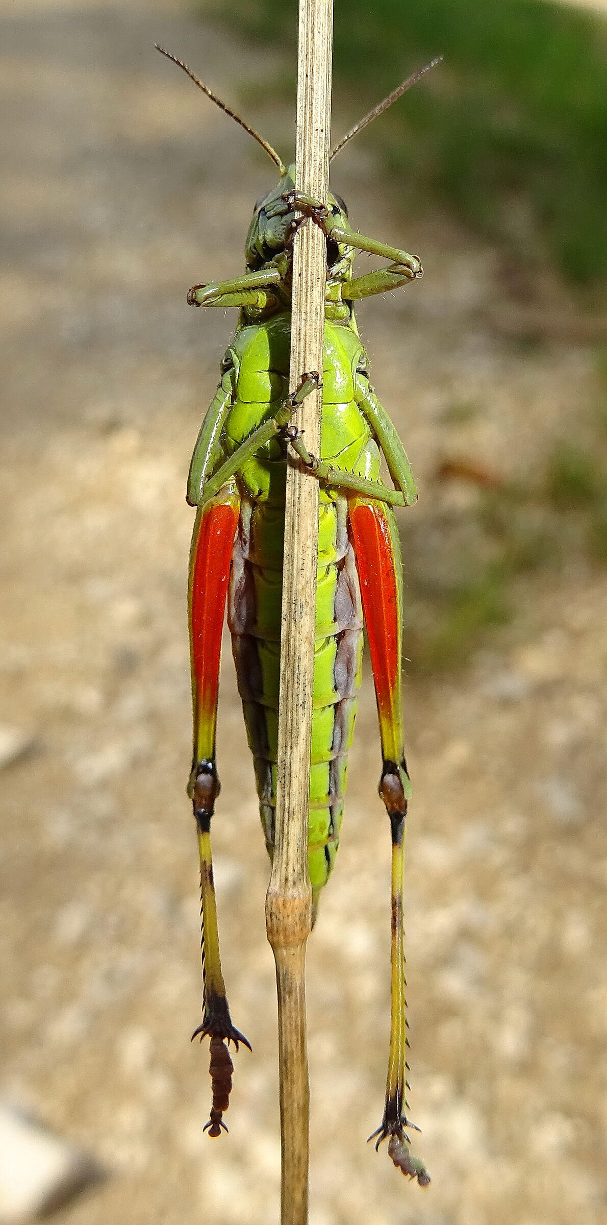 Stethophyma grossum