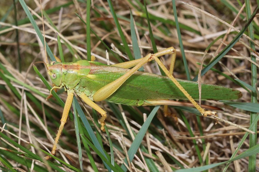 Tettigonia viridissima