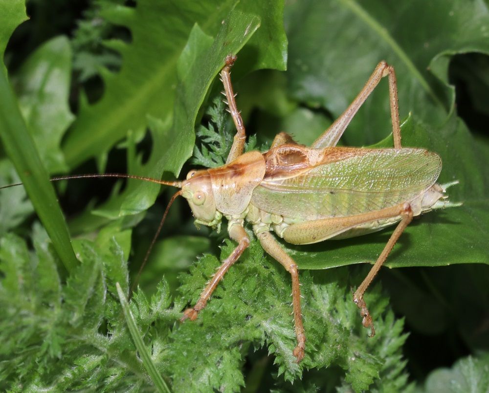 Tettigonia cantans