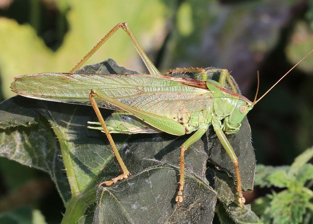 Tettigonia viridissima