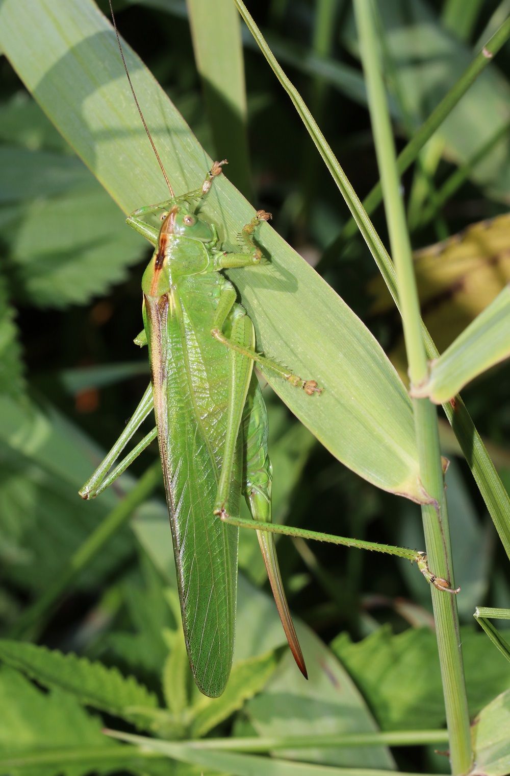 Tettigonia viridissima