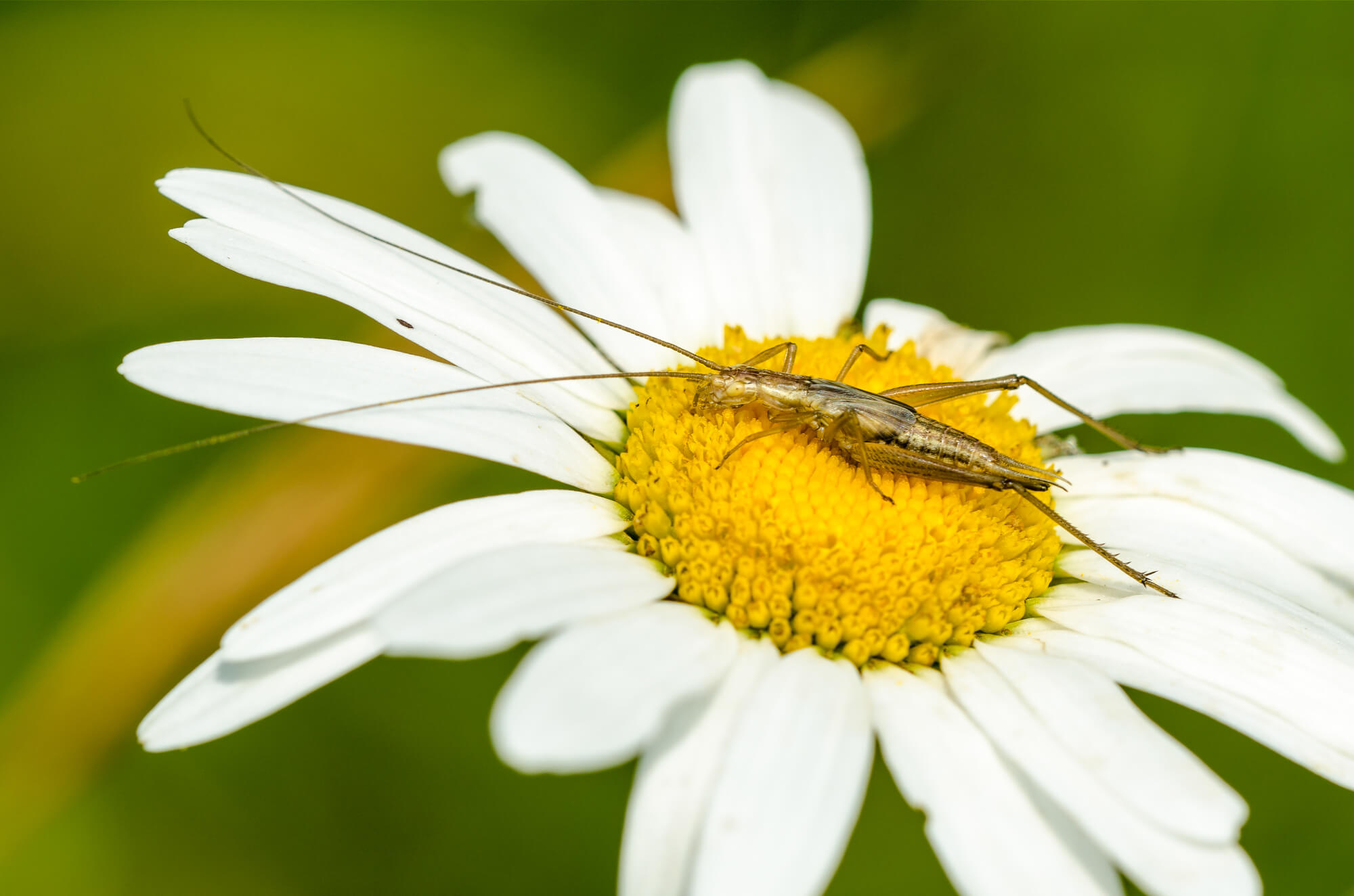 Oecanthus pellucens