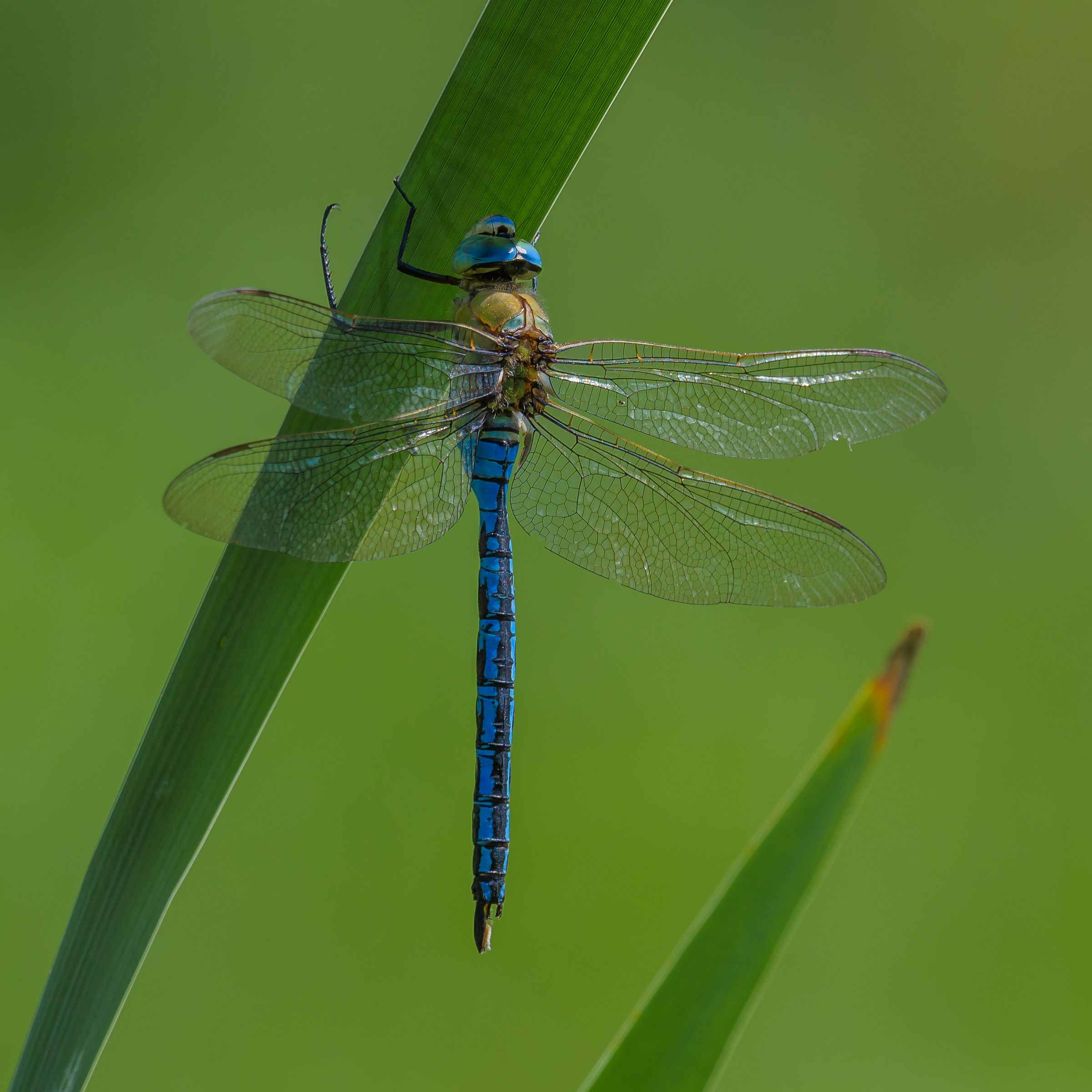 Anax imperator 