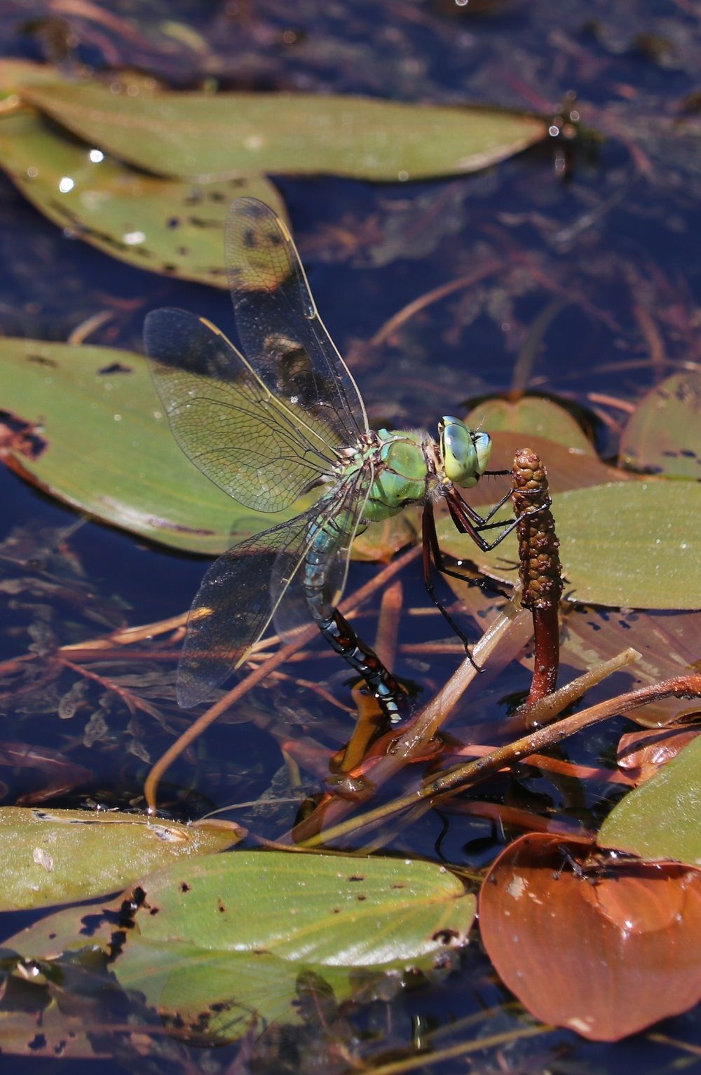 Anax imperator