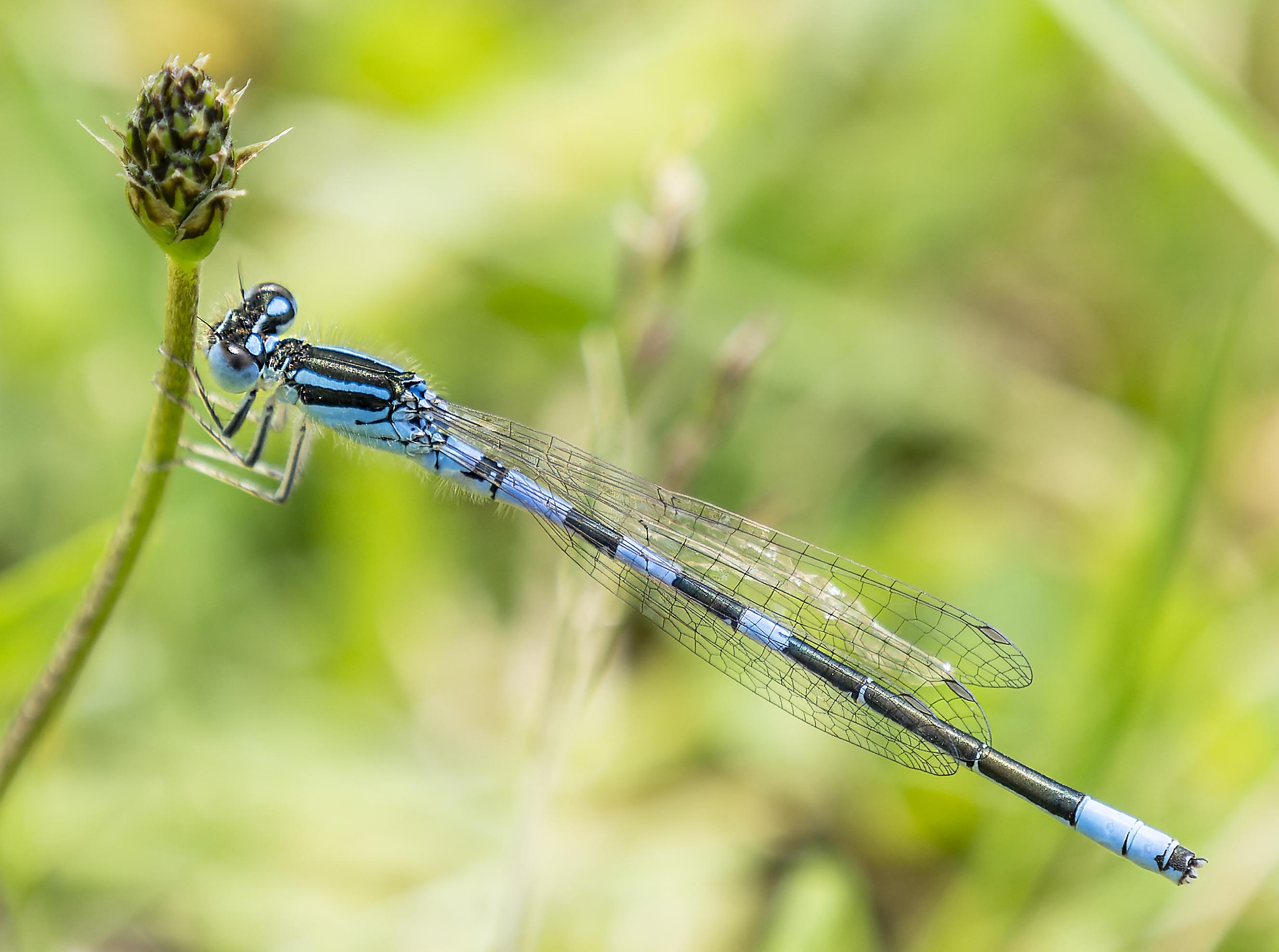 Coenagrion scitulum