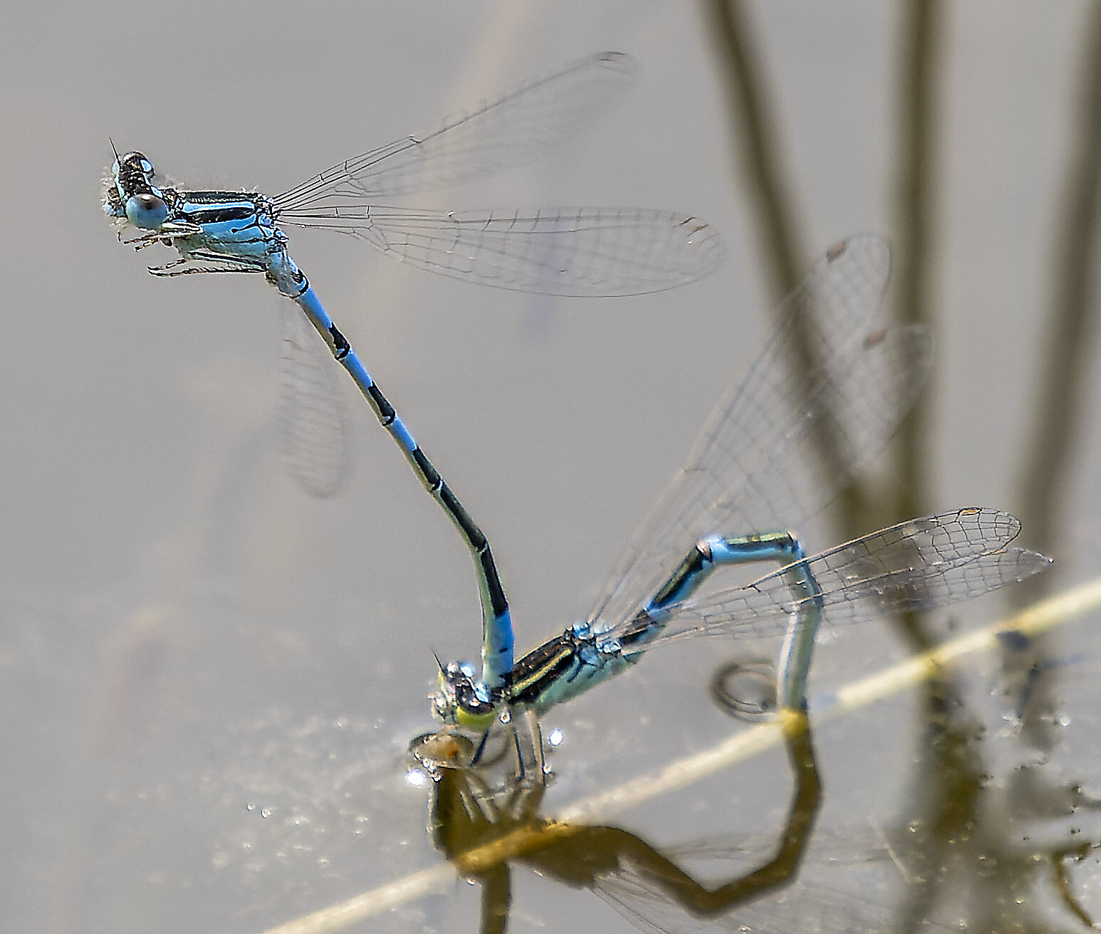 Coenagrion scitulum 