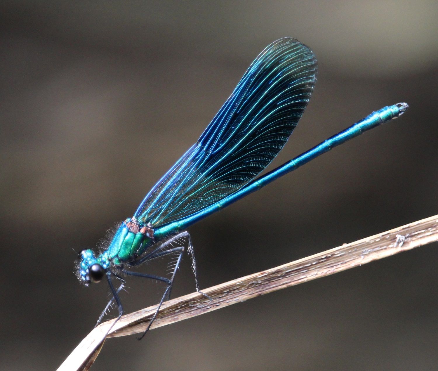 Calopteryx splendens