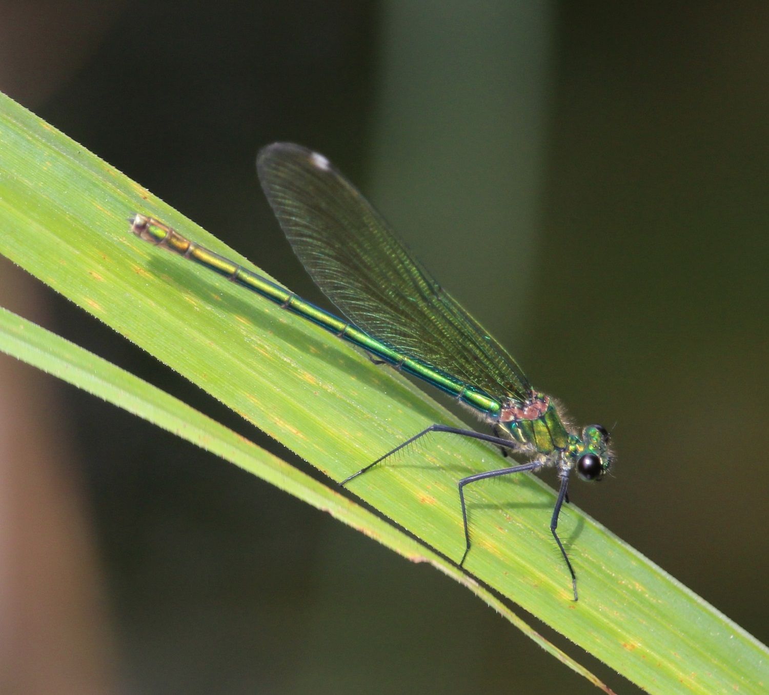 Calopteryx splendens