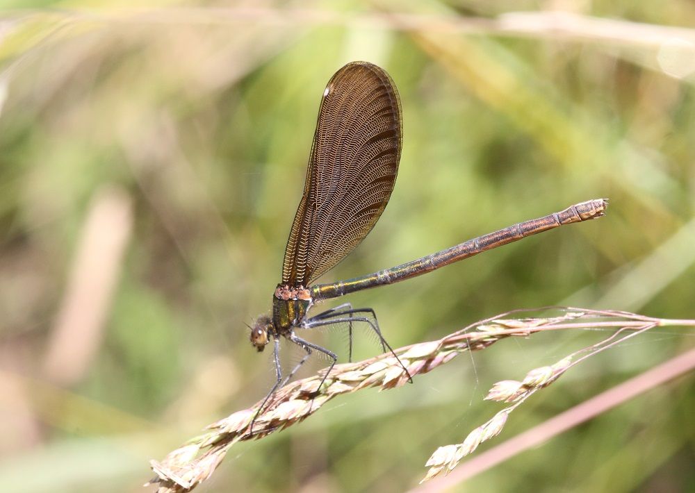 Calopteryx virgo