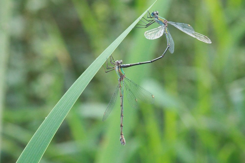 Chalcolestes viridis