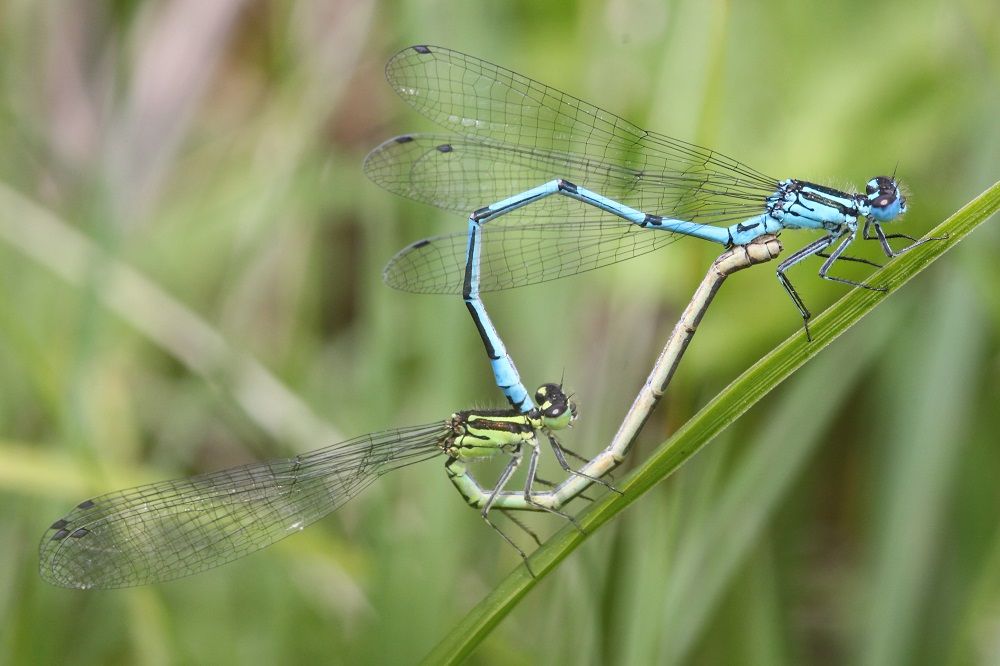 Coenagrion puella