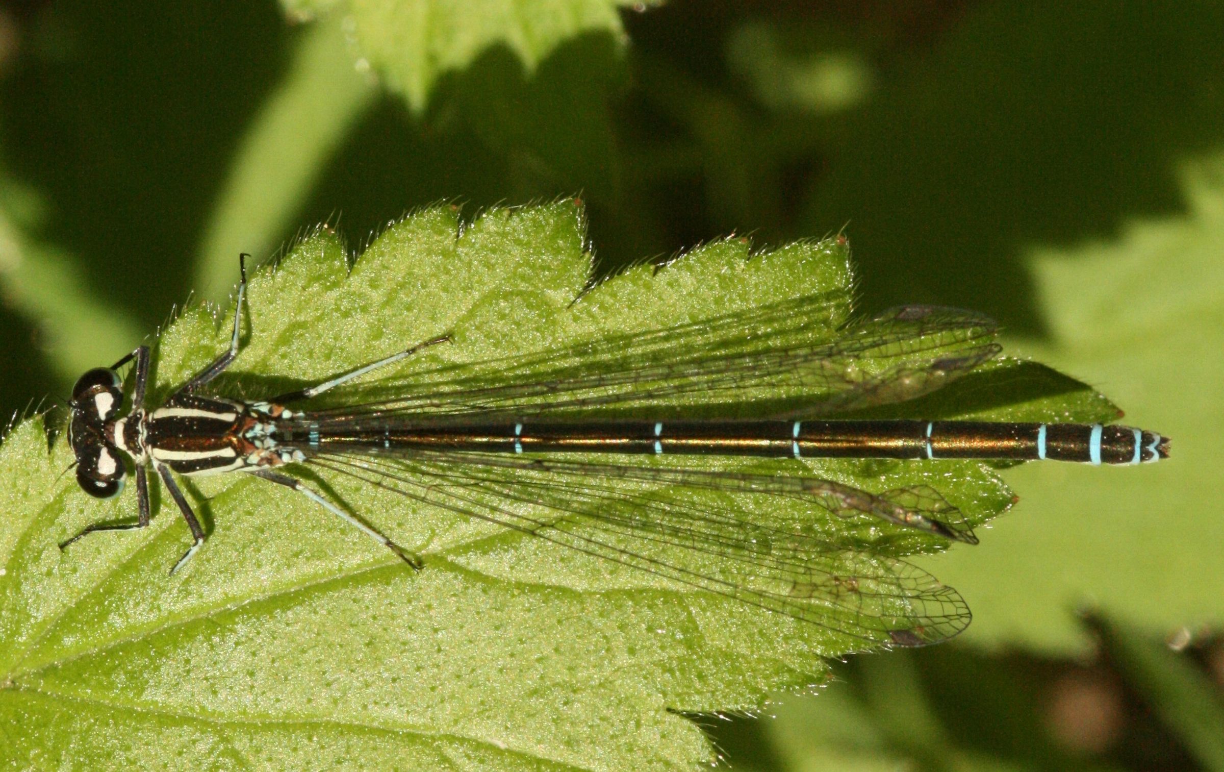 Coenagrion puella