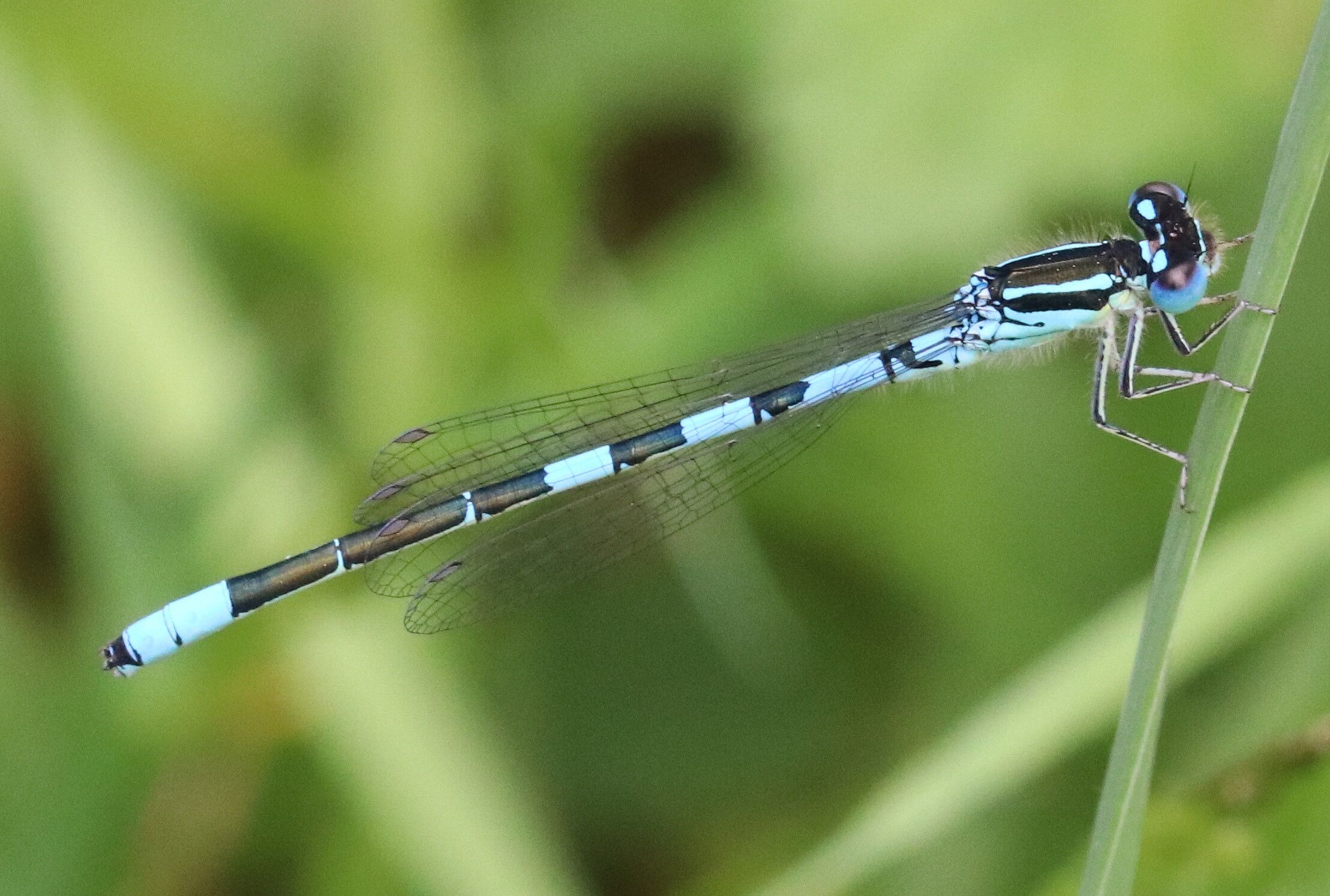 Coenagrion scitulum (Männchen)