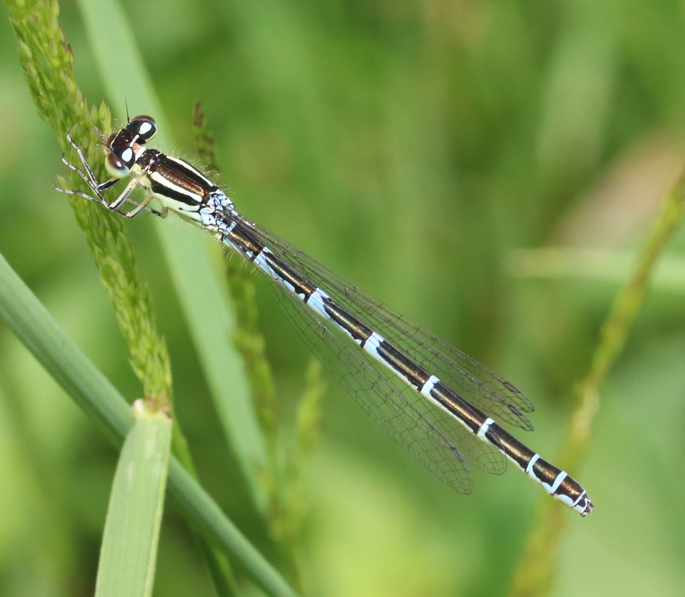 Coenagrion scitulum (Weibchen)