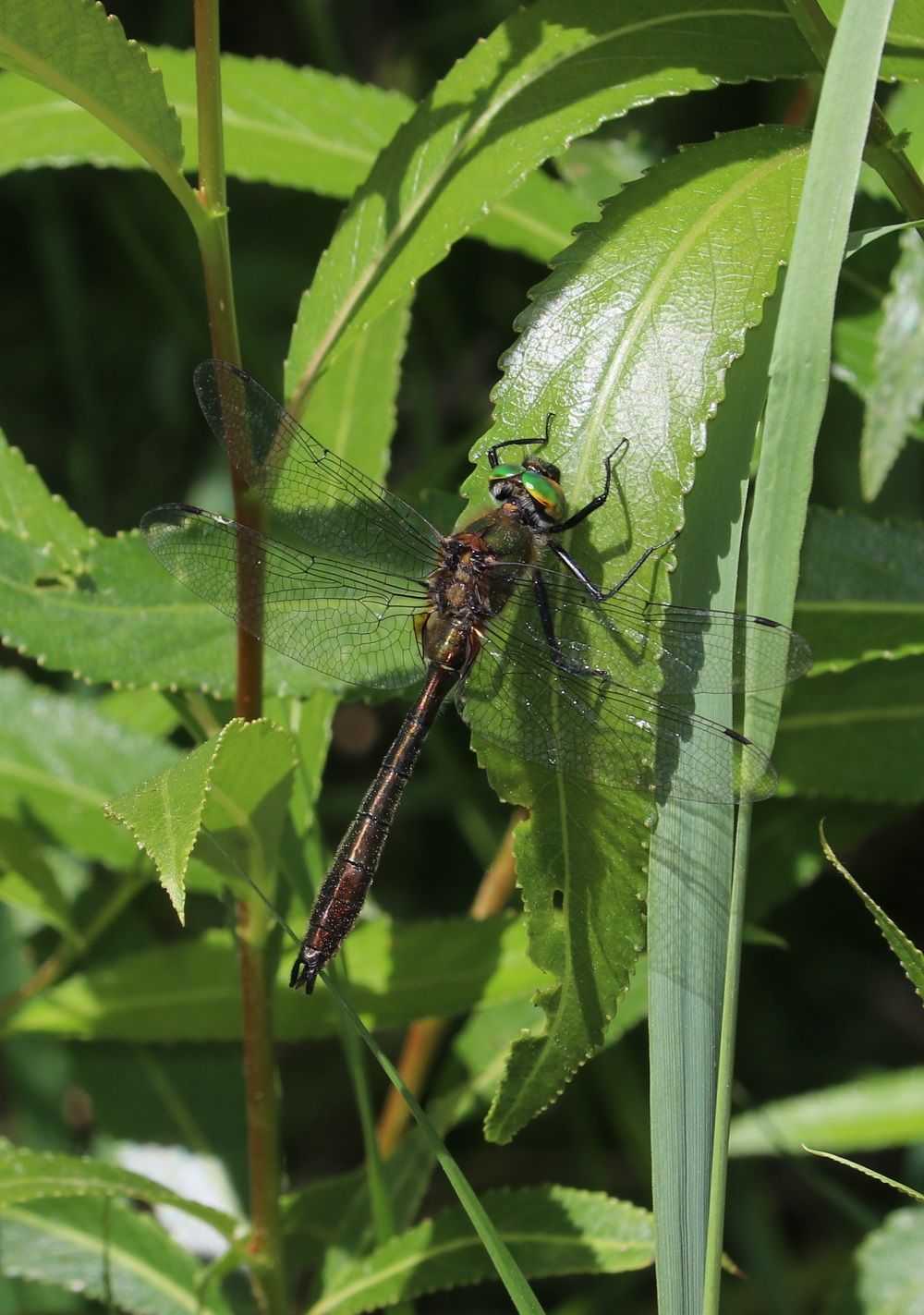 Cordulia aenea