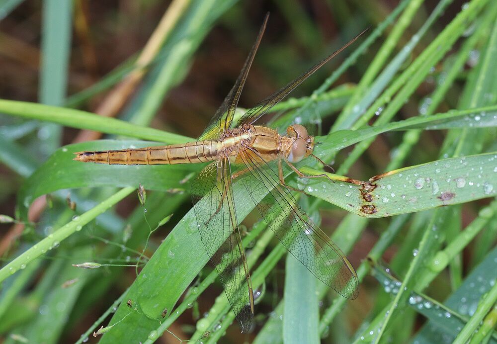 Crocothemis erythraea