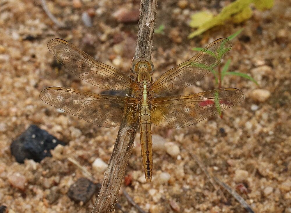 Crocothemis erythraea 