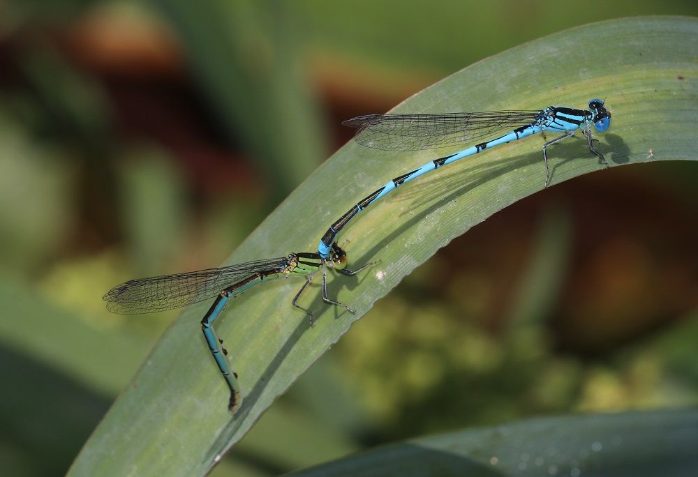 Erythromma lindenii