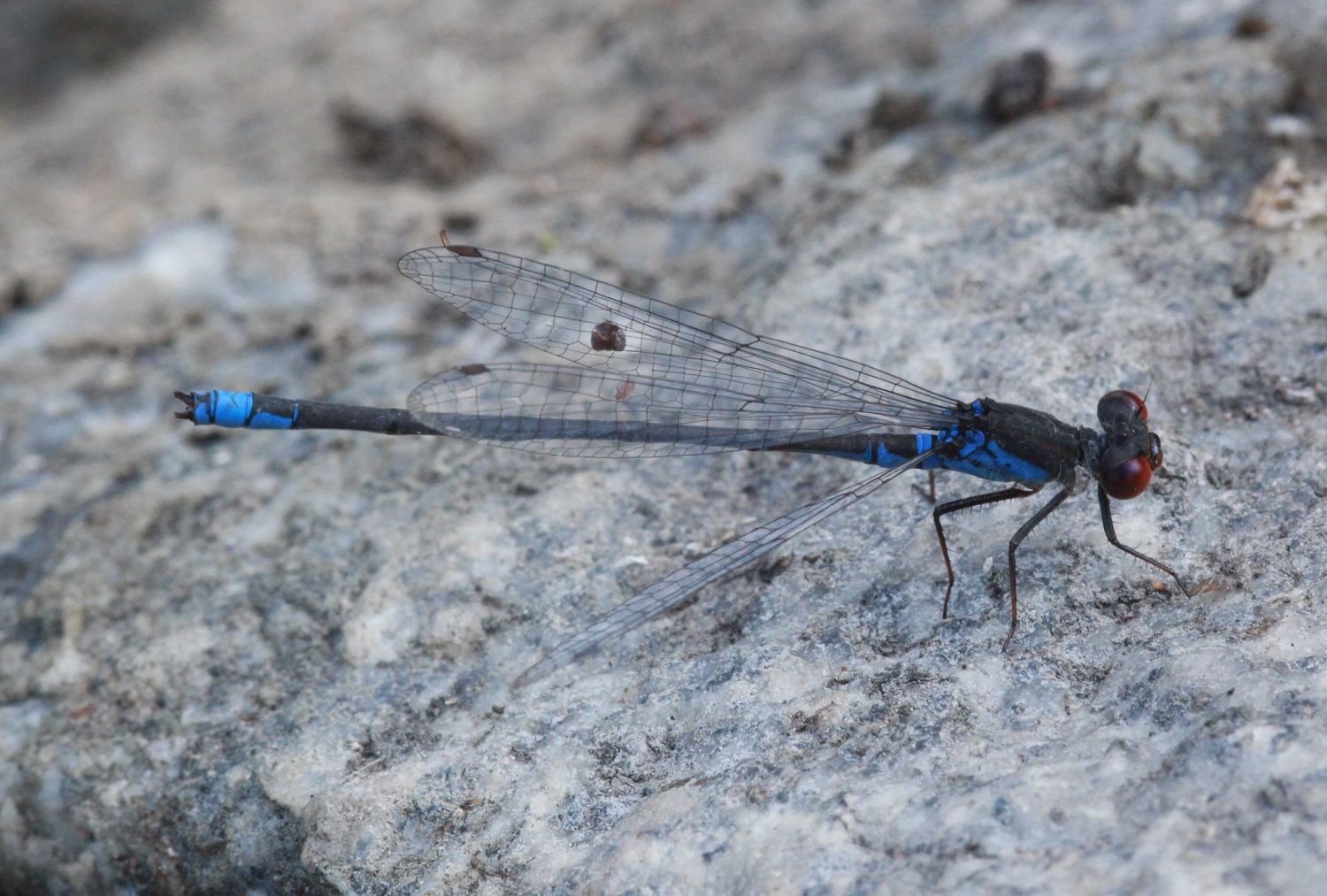 Erythromma viridulum