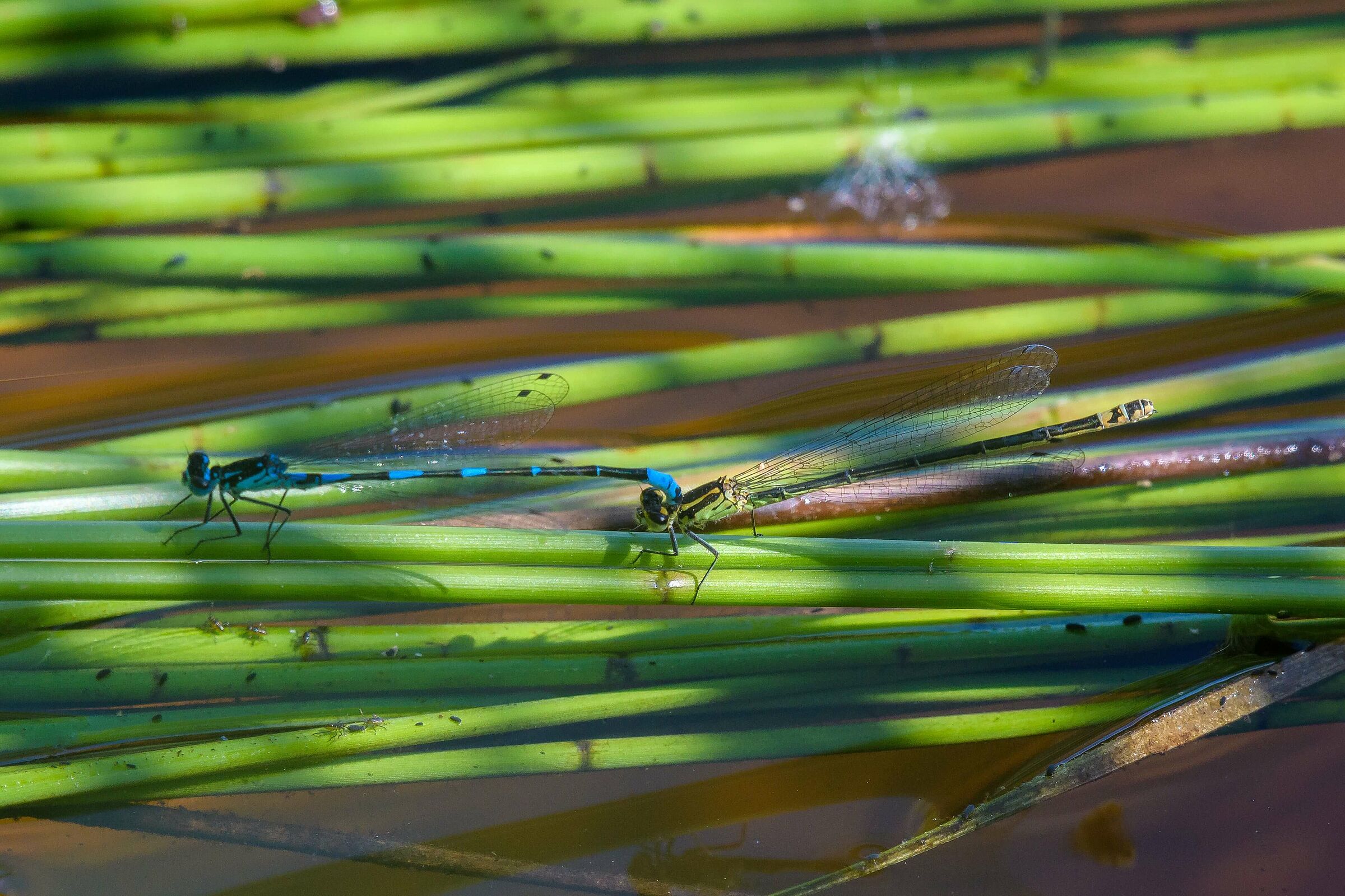 Coenagrion pulchellum