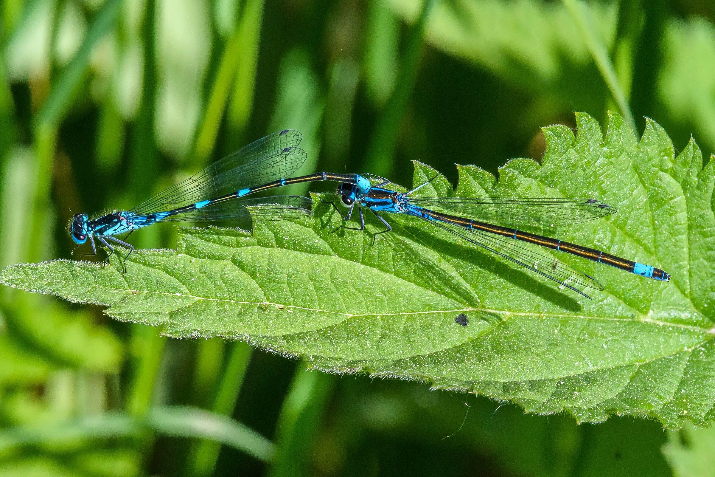 Coenagrion pulchellum