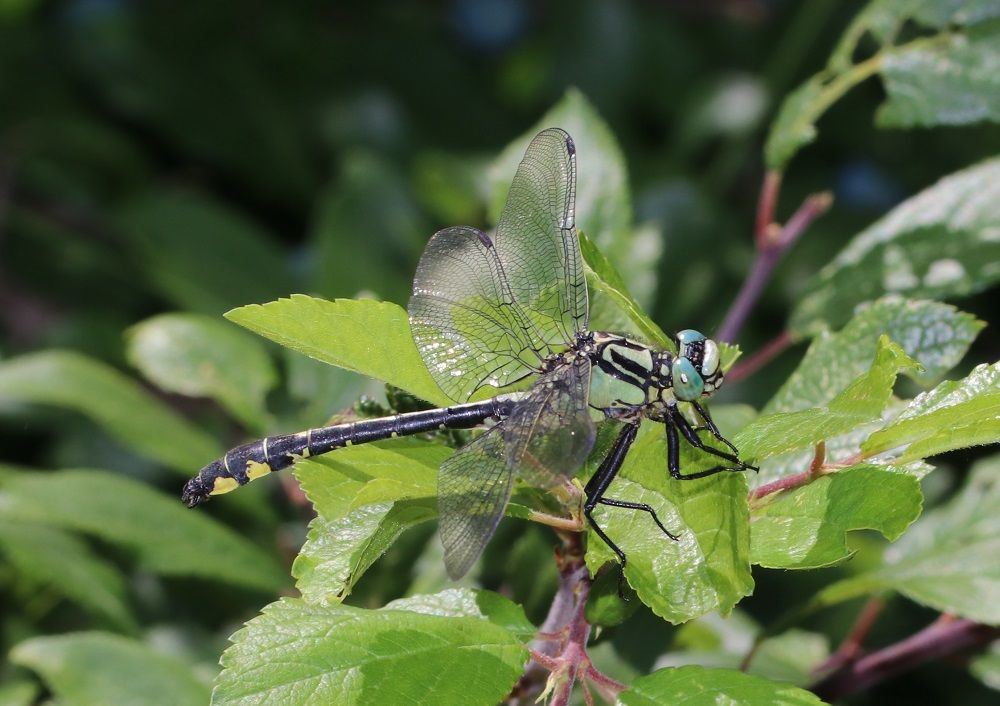 Gomphus vulgatissimus