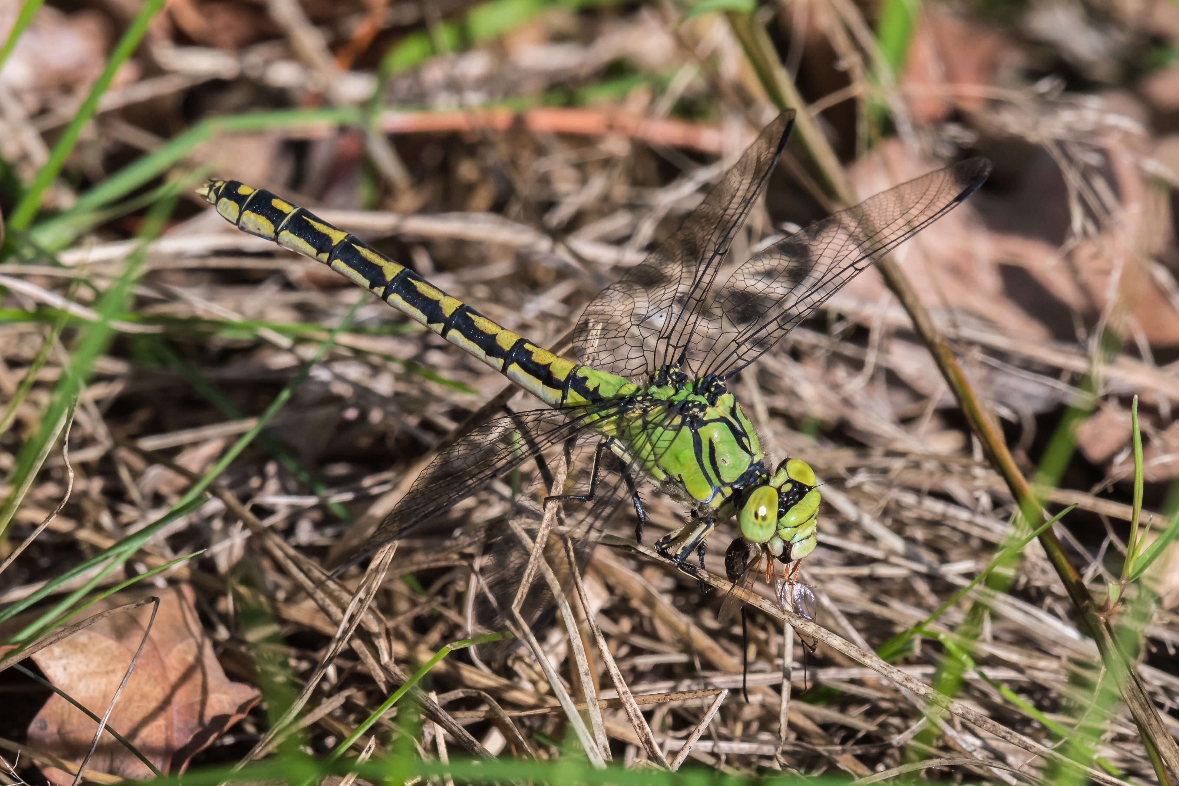 Ophiogomphus cecilia