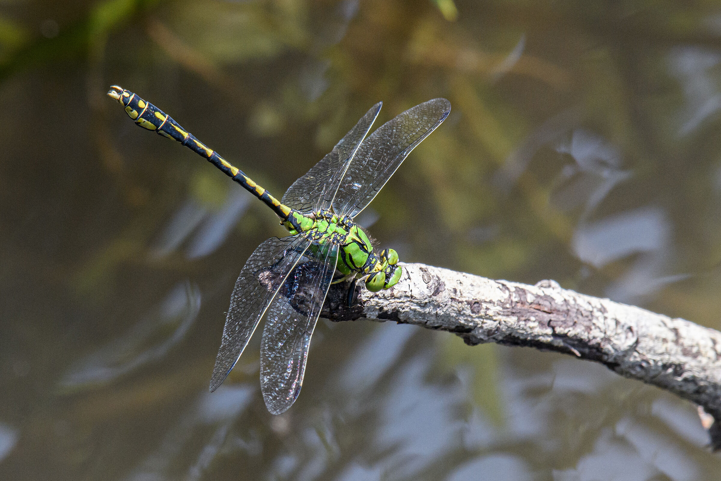 Ophiogomphus cecilia