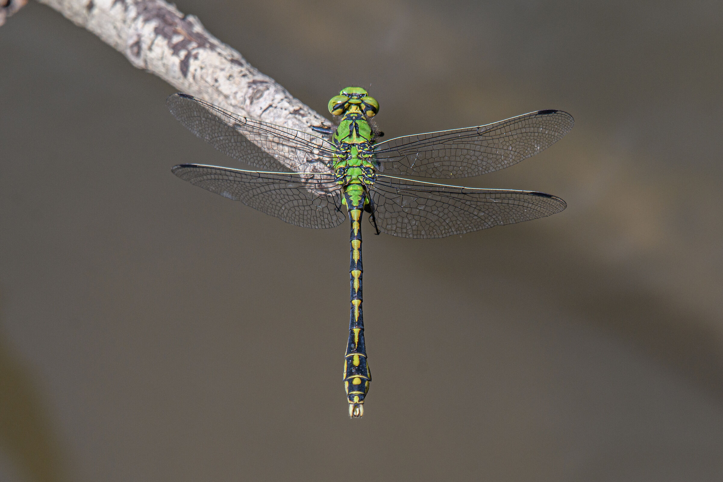 Ophiogomphus cecilia