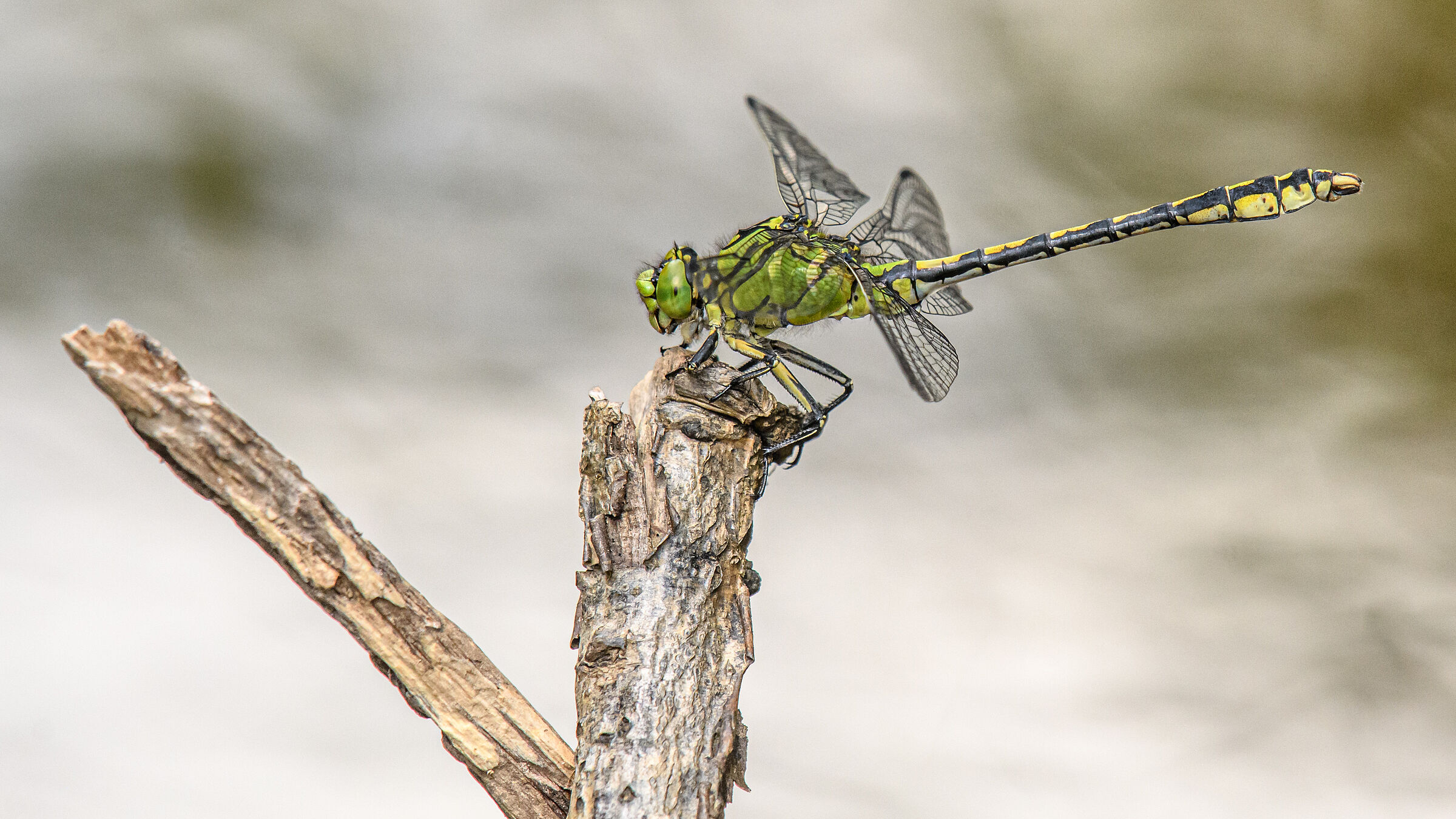 Ophiogomphus cecilia