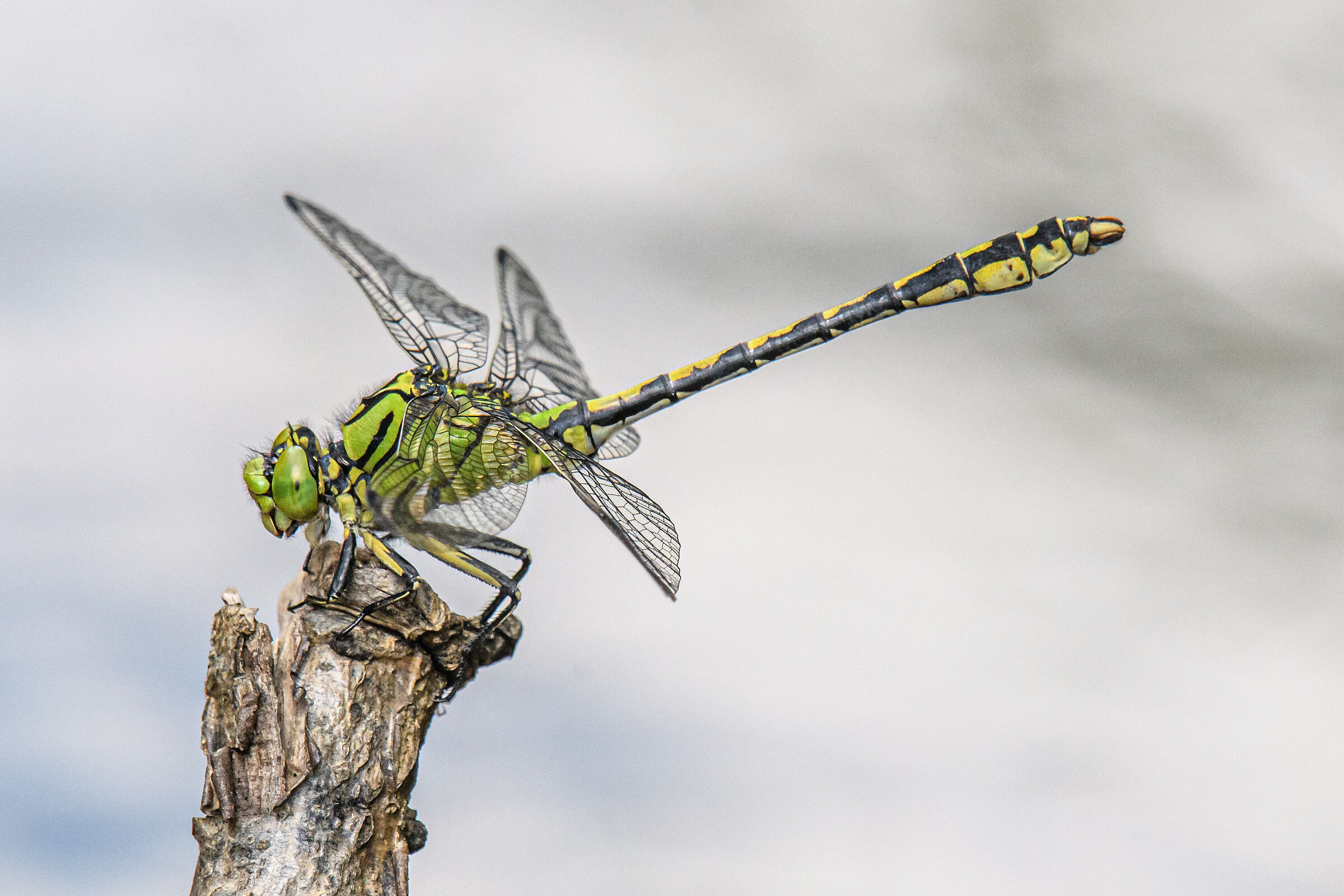 Ophiogomphus cecilia