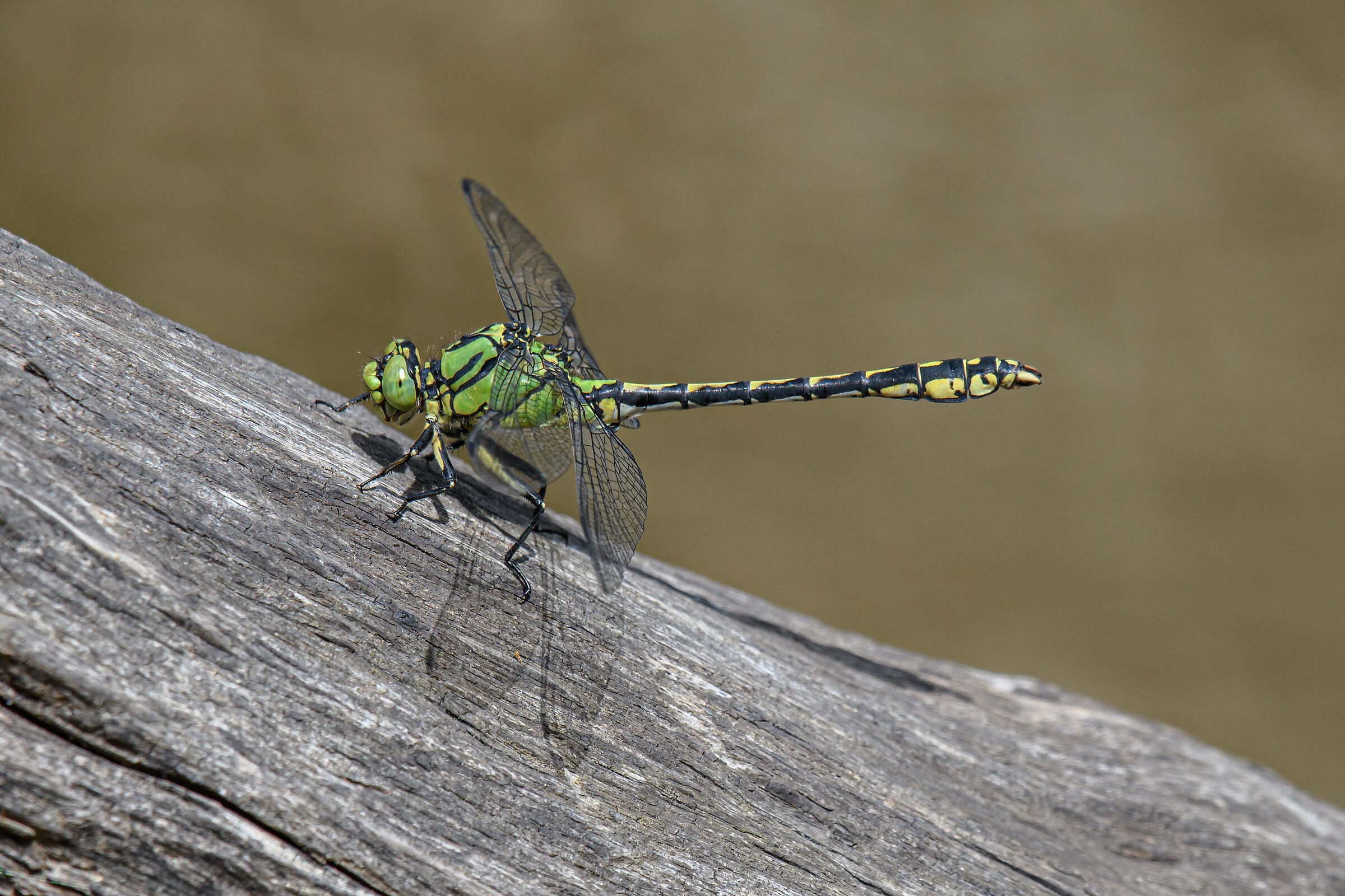 Ophiogomphus cecilia