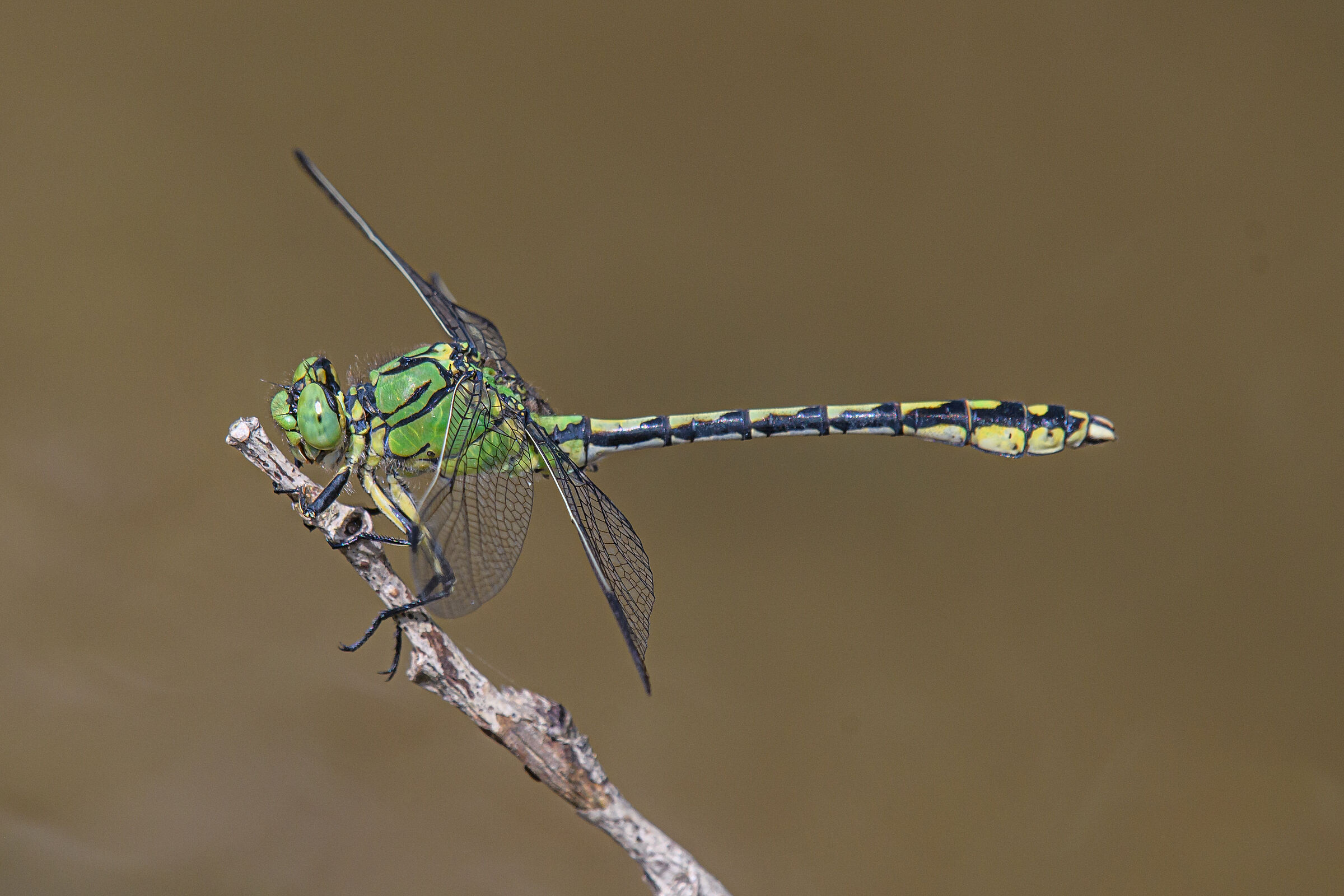 Ophiogomphus cecilia