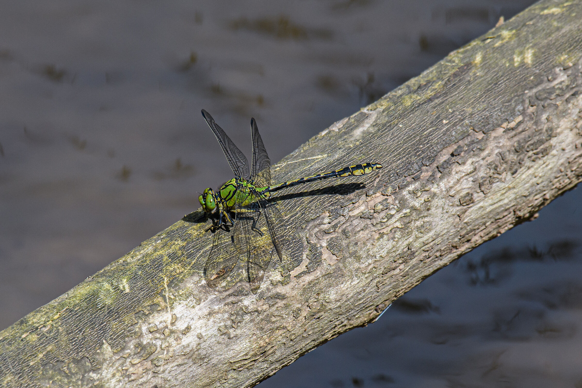 Ophiogomphus cecilia