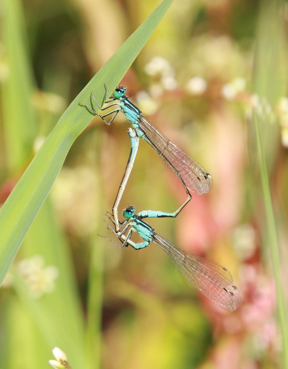 Ischnura elegans