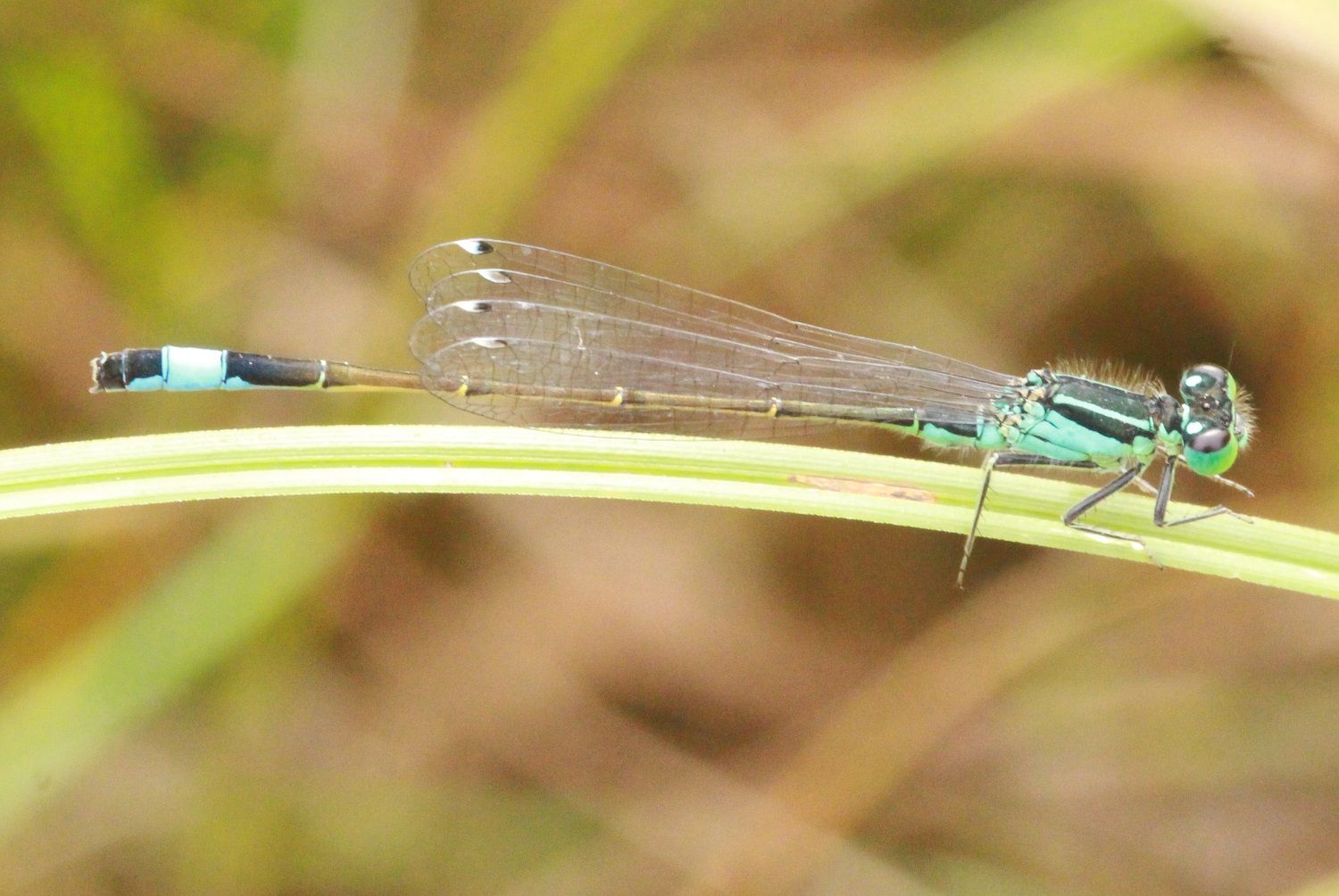 Ischnura elegans