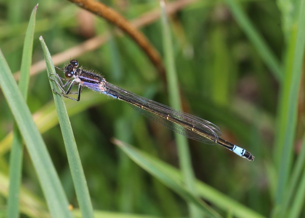 Ischnura elegans