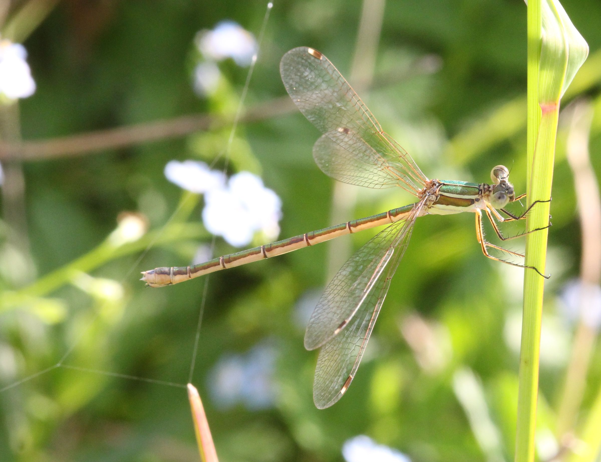 Lestes barbarus