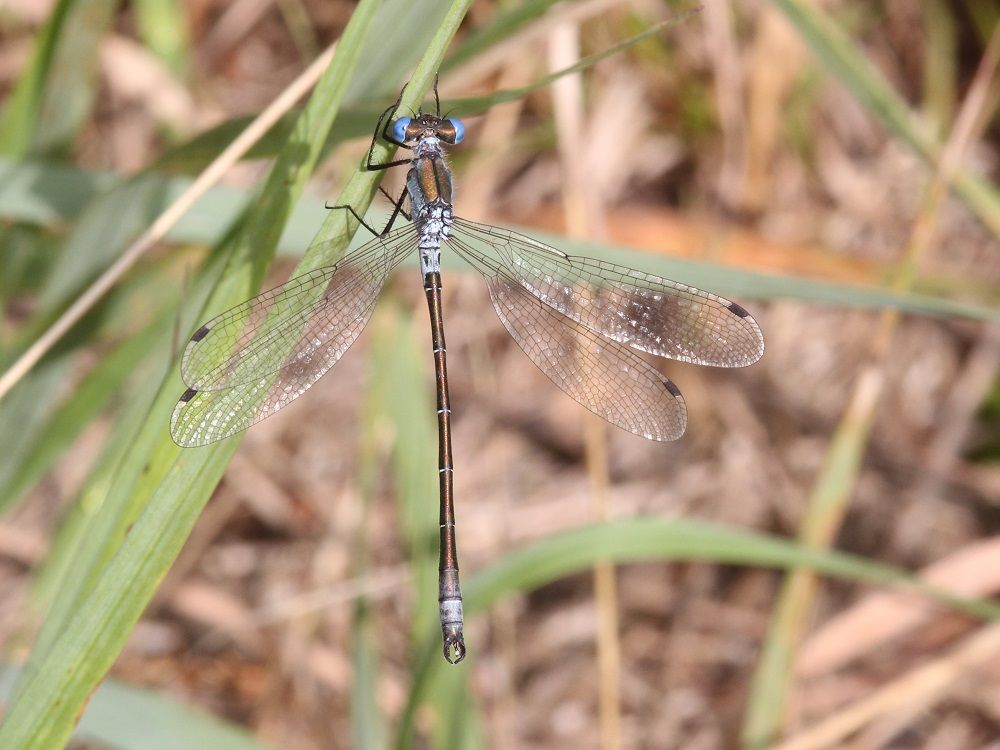 Lestes dryas m