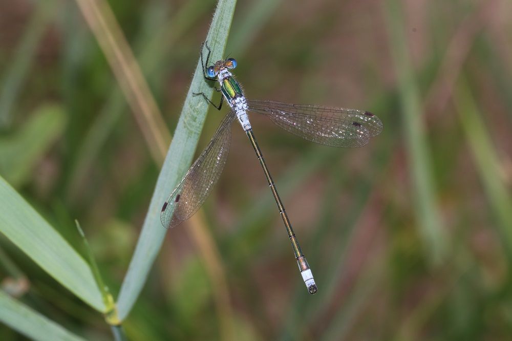 Lestes sponsa