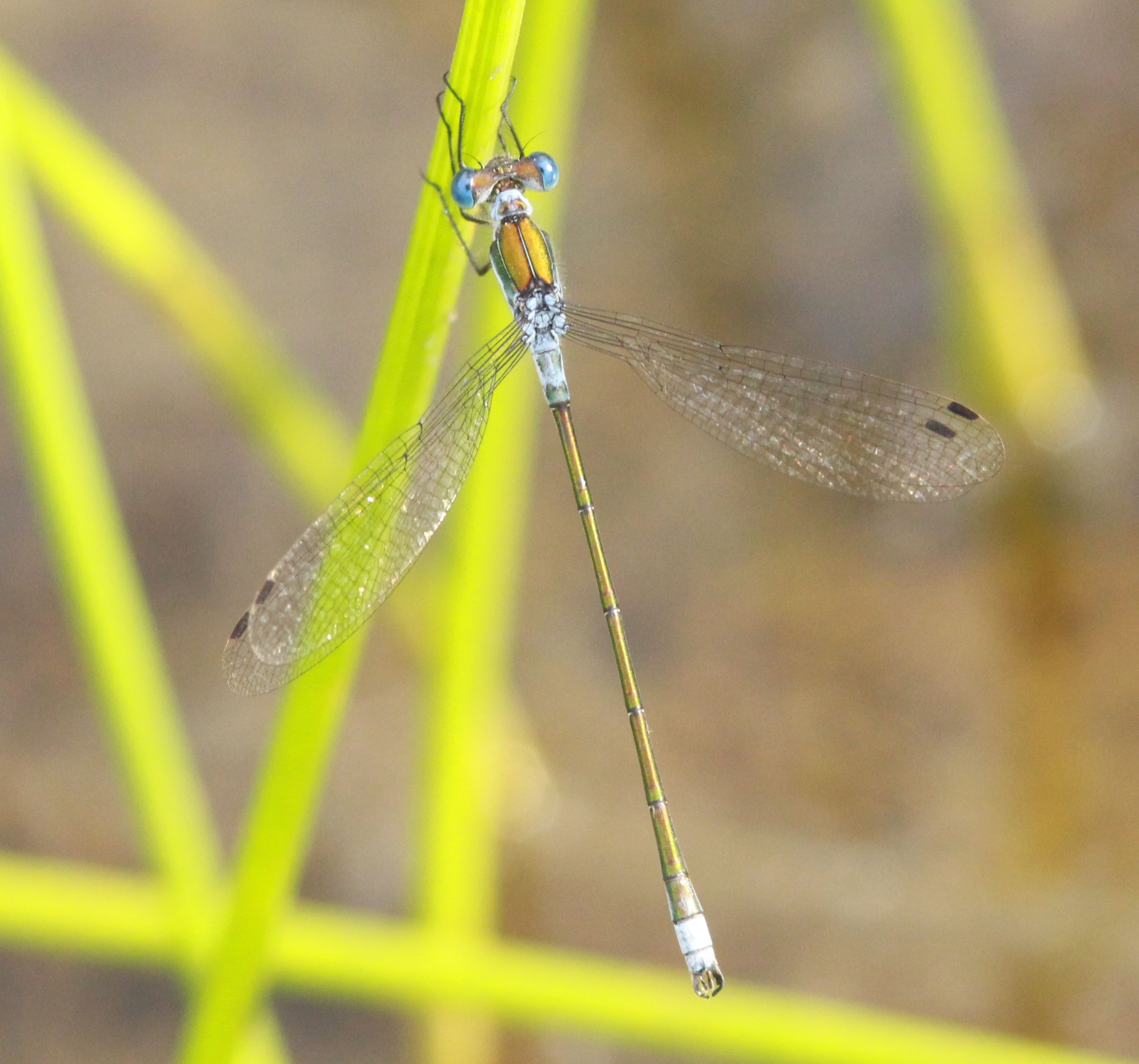 Lestes sponsa