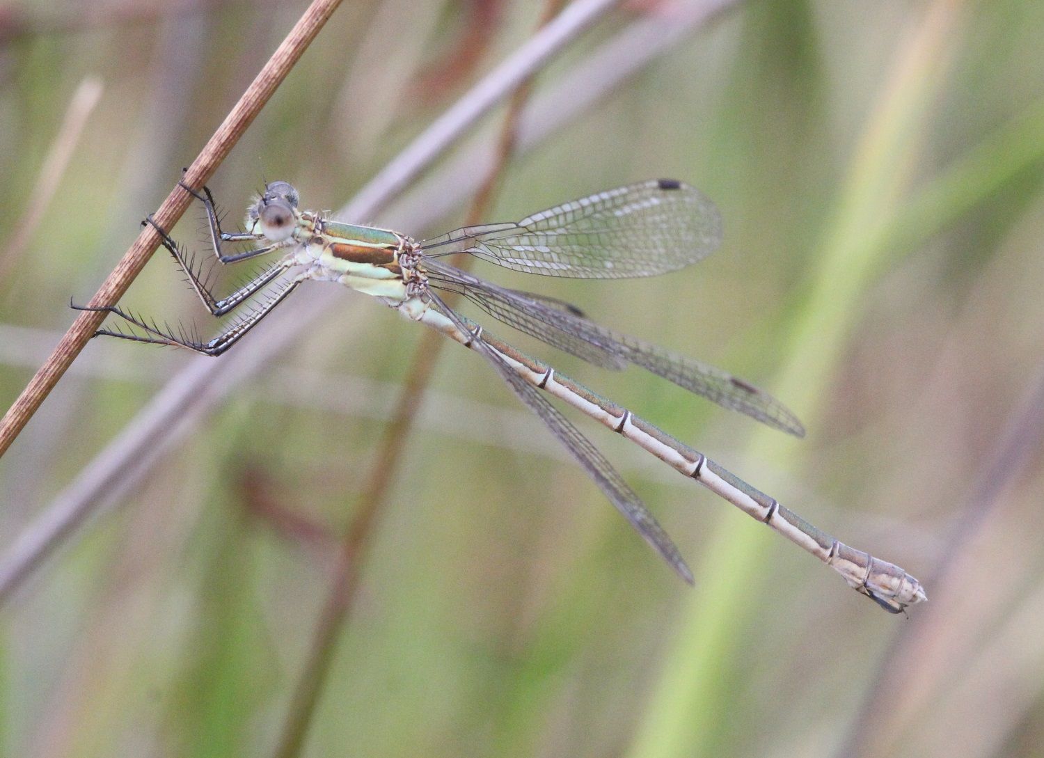 Lestes sponsa